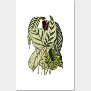 Assorted Prayer plants - Belgique horticole, journal des jardins et des vergers - Botanical Illustration Posters and Art